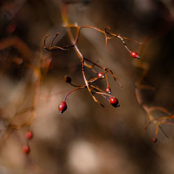 Close-up of red berries growing on tree