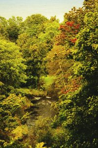 Scenic view of forest against sky