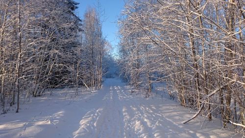 Snow covered trees against sky