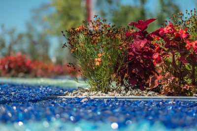 Close-up of plants growing at park