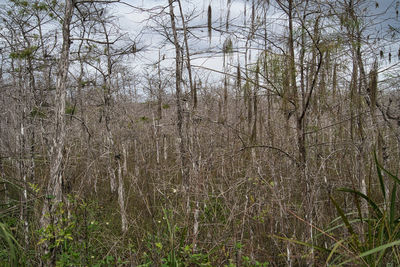 View of bare trees in forest