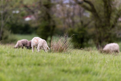 Sheep in a field