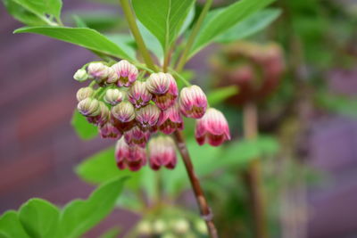 Close-up of pink flowering plant