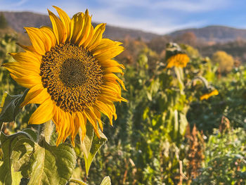 Close-up of sunflower on field