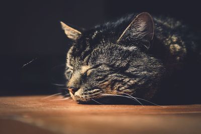 Close-up of a cat looking away