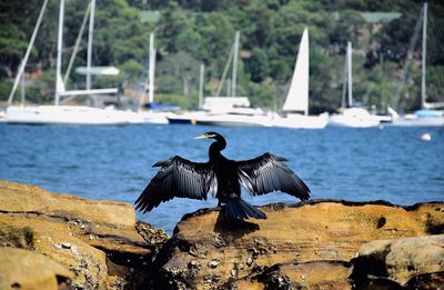 Bird flying over a sea