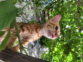 Close-up of a cat