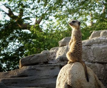 Low angle view of meerkat sitting on rock
