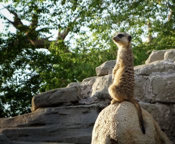 Low angle view of lion sitting on rock