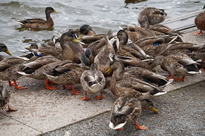 High angle view of mallard ducks in lake