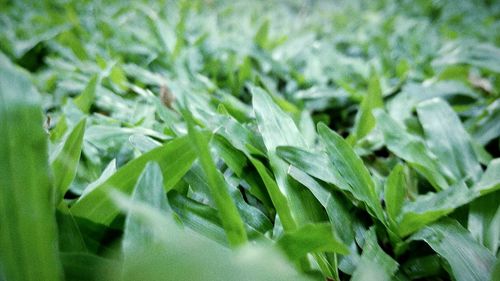 Close-up of plants