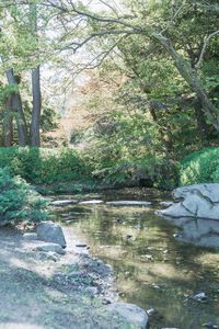 Scenic view of stream in forest