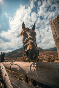 Close-up of a horse against cloudy sky