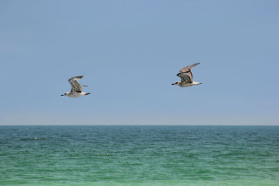 Seagull flying over sea against clear sky