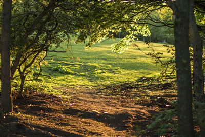 Trees in forest