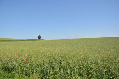 Scenic view of agricultural field against clear sky