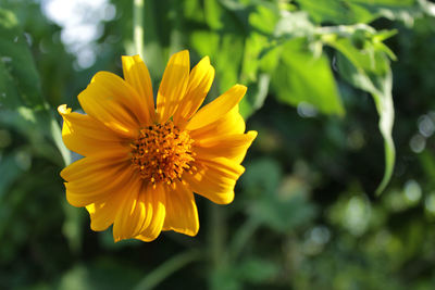 Close-up of yellow flower blooming outdoors