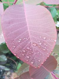 Close-up of raindrops on pink leaves