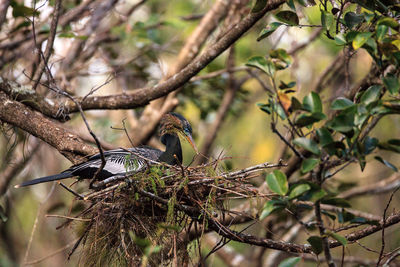 Close-up of bird perching on tree