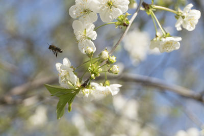 Close-up of insect on white flower