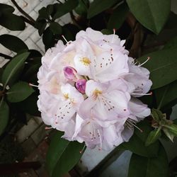 Close-up of white flowers blooming outdoors