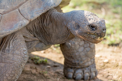 Close-up of turtle