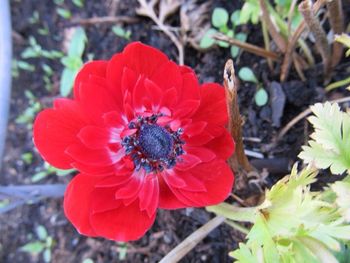 Close-up of red poppy flower