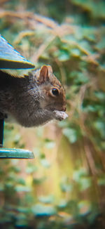 Close-up of squirrel