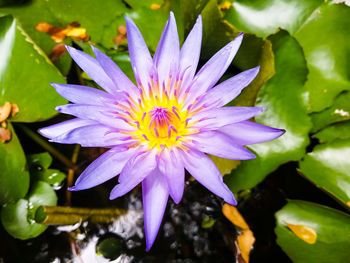 Close-up of purple water lily