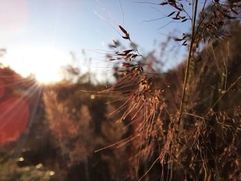 Close-up of dry plants on field against sky