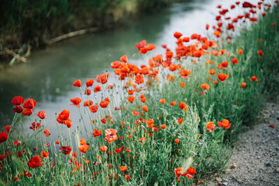 Red poppy flowers blooming outdoors