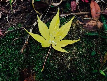 High angle view of wet yellow leaf during autumn