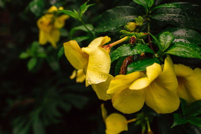 Close-up of wet yellow flowering plant