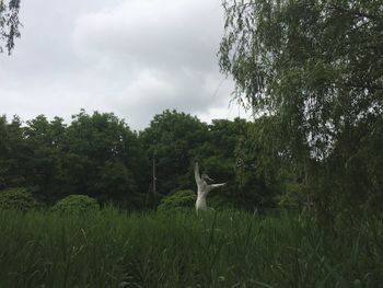 Sheep on field by trees against sky