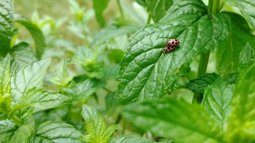 Close-up of ladybugs mating on leaf