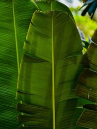 Close-up of green leaves on plant