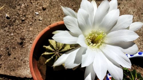 Close-up of white flower blooming outdoors