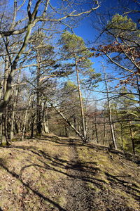 Scenic view of forest against sky