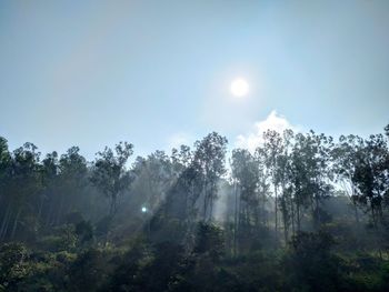 Trees and plants against sky