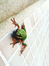 High angle view of lizard