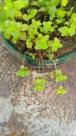 High angle view of potted plant