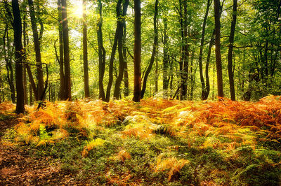 Trees in forest