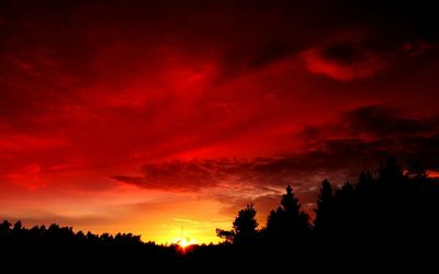 Silhouette trees in forest against orange sky