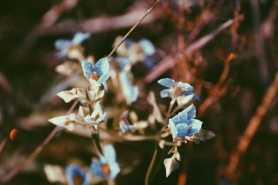 Close-up of insect on plant
