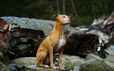 American pit bull terrier sitting on rock