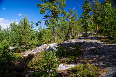 Road amidst trees in forest