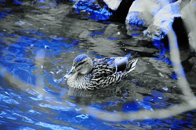 High angle view of duck swimming in lake