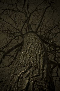 Low angle view of bare tree against sky at night