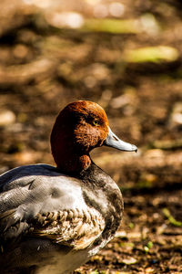 Close-up of a bird