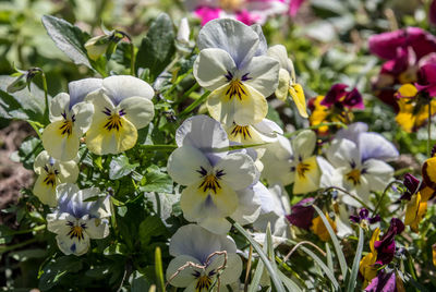 Close-up of white flowering plants